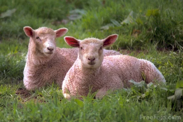 01_16_5---Sheep_web.webp