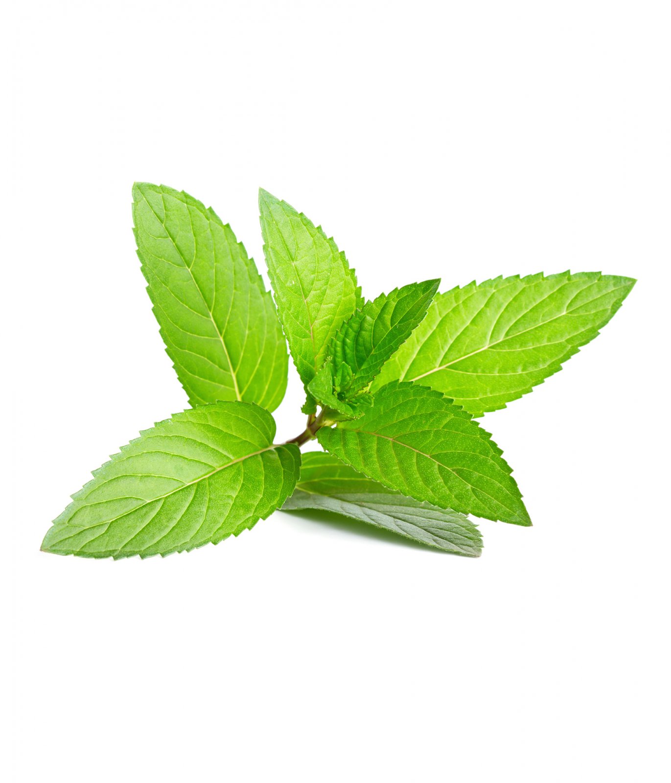 0693_mint-bergamot-hand-lotion_Hi-Res_2.jpg