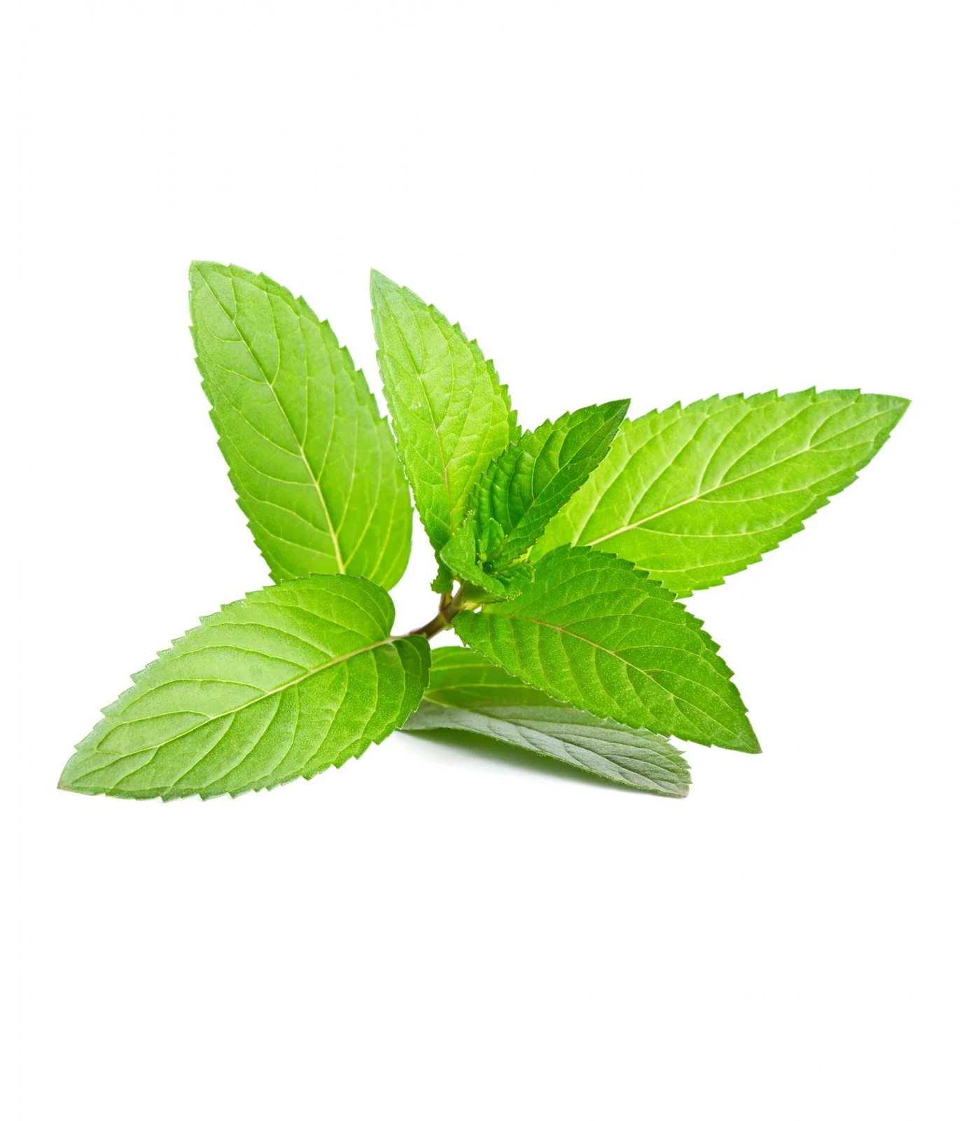 0693_mint-bergamot-hand-lotion_Hi-Res_2.webp