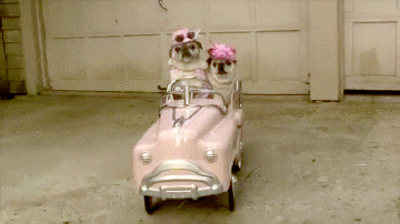 101056D5-D2D1-4D95-83EF-CABDCE7B9304.gif