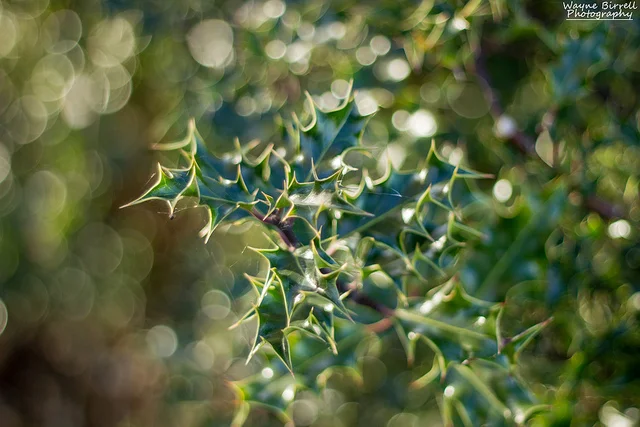 10818029973_833c2c76a9_z.webp
