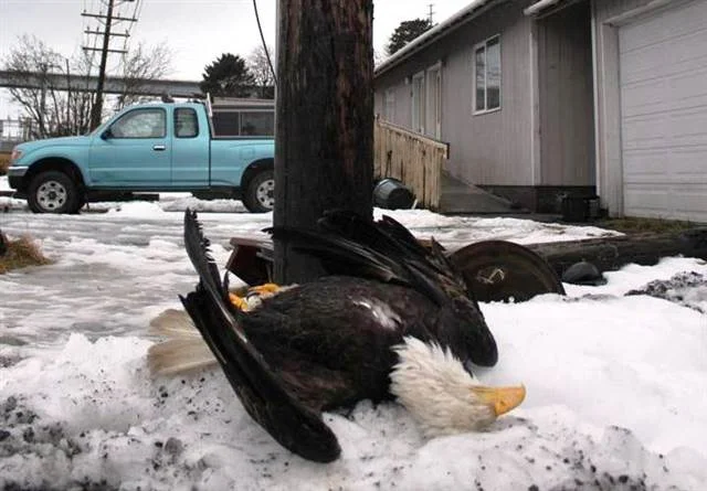 110211_DeadEagle.grid-8x2.webp