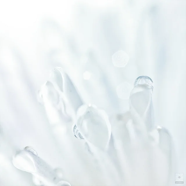 11033267483_208f0bf448_z.webp