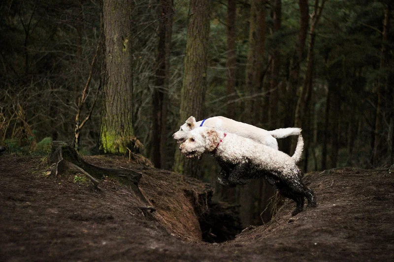 12186204365_966f1a3919_c.webp