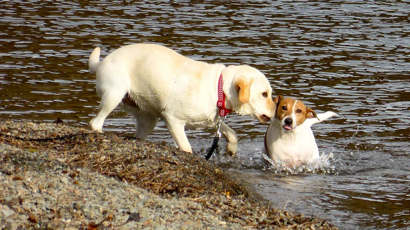 12571245484_97dbd30006_c.webp