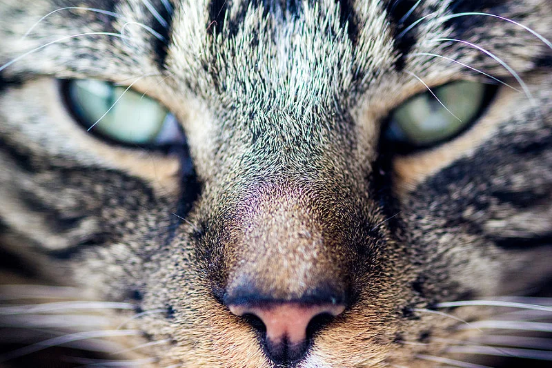 14167728949_5734b3fe3a_c.webp