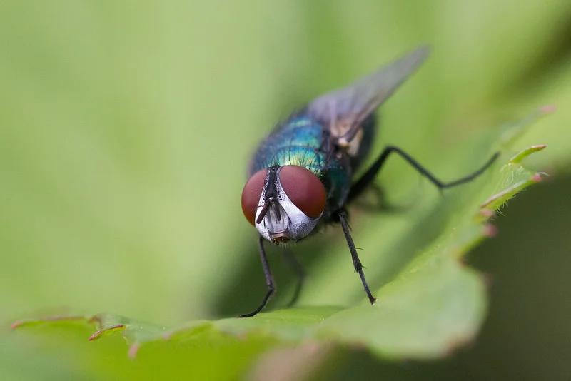 14825384511_988ff1f8b4_c.webp