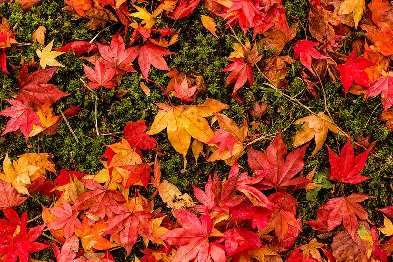 14943633954_620c21bf68_c.webp
