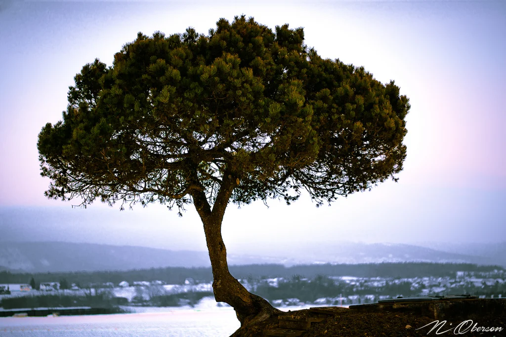 15845913693_e96d6d9ab9_b.webp
