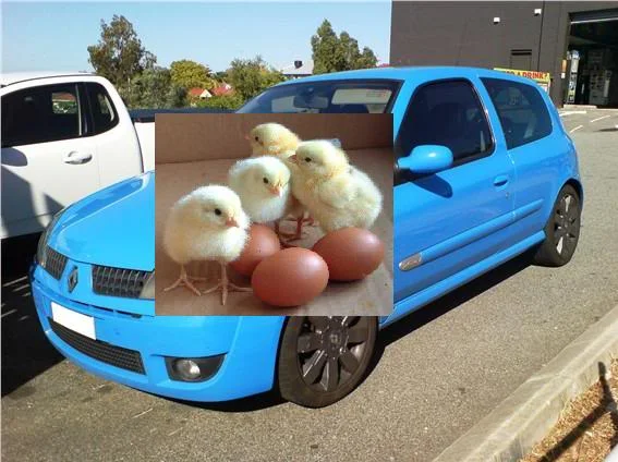 182chicks.webp