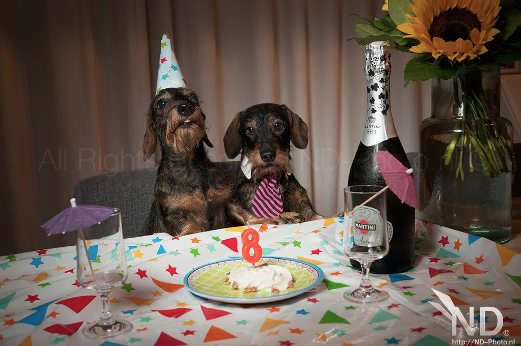 19981184243_ae9b4417e9_o.webp
