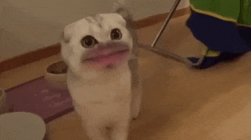 200.gif