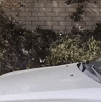200.gif