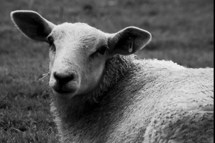 20070703115850_sheep_highforce_01a_weba.webp