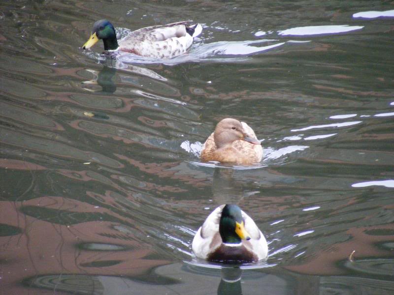 2007_01190115.jpg