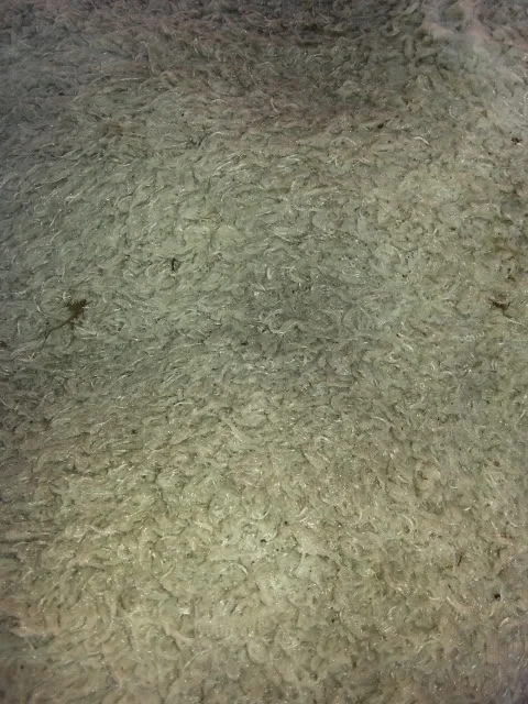 20121218_120434.webp