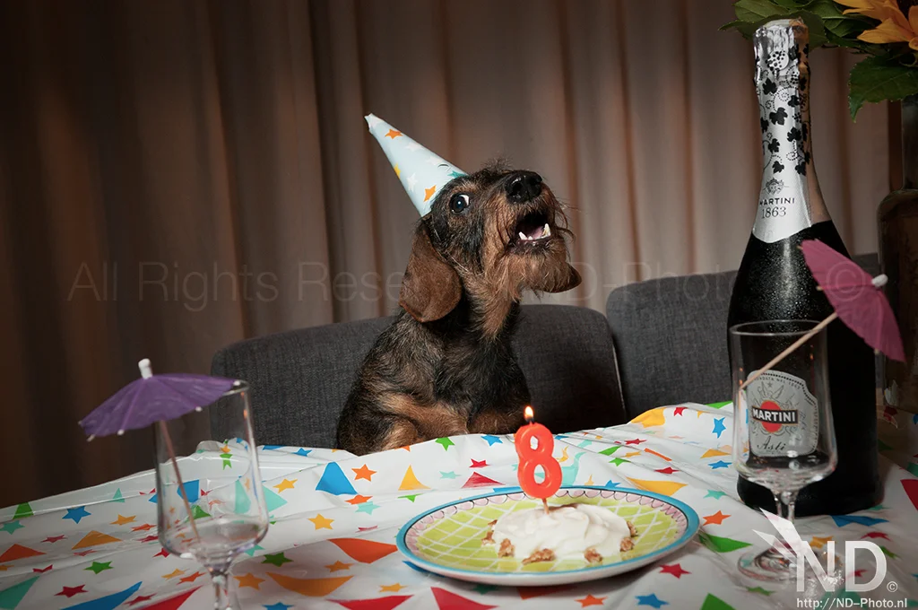 20602055075_2a1bb5ddf4_o.webp