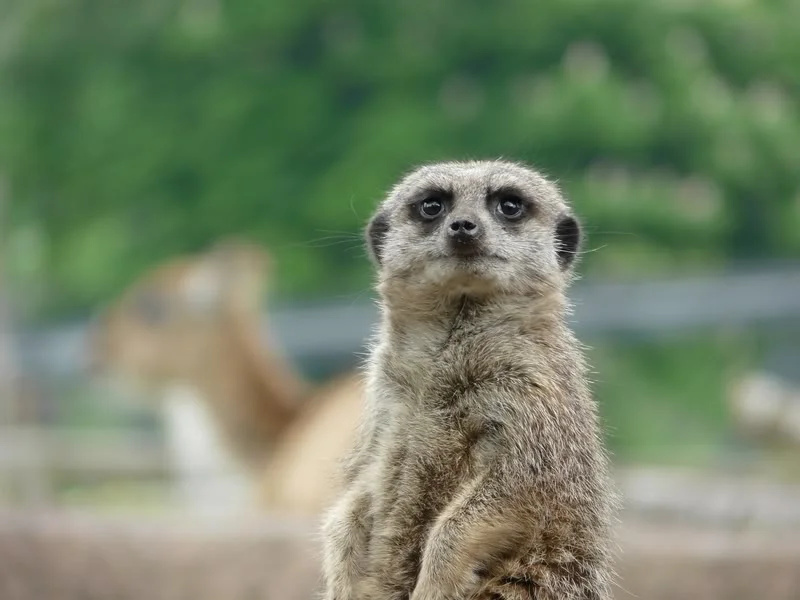 209800x600.webp