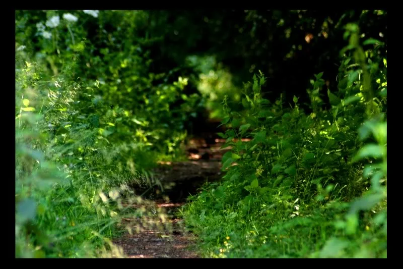21.webp