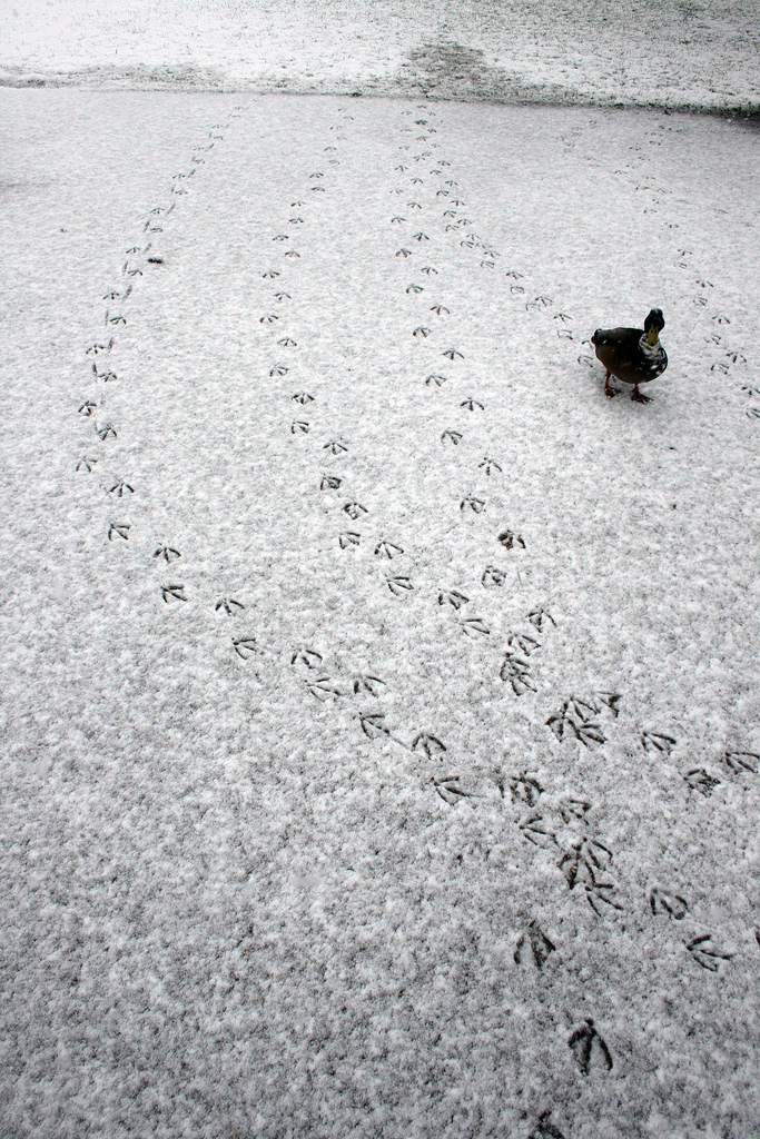 2385205160_5e64b3753d_b.jpg 2385205160_5e64b3753d_b.jpg