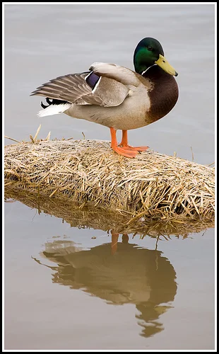 2445547665_8a42713f72.webp