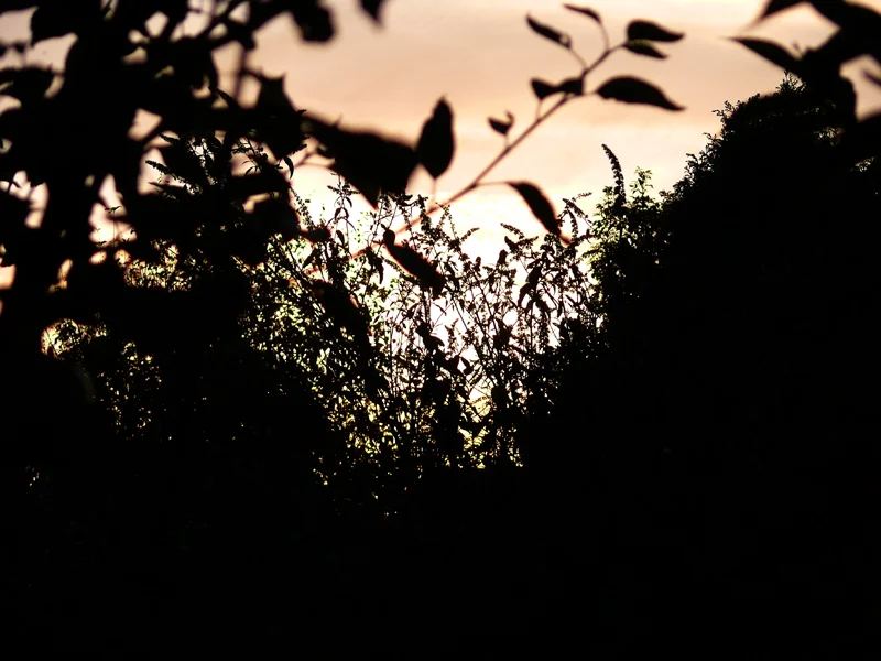 253477740_846d92fa98_o.webp