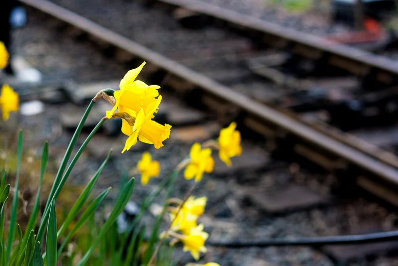 25828465940_9690835ce5_c.webp
