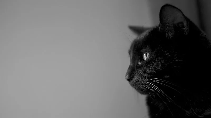 26189130170_a1414f2eb8_c.webp