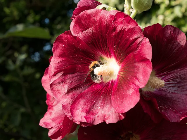 29495756418_0f238d0b65_z.webp