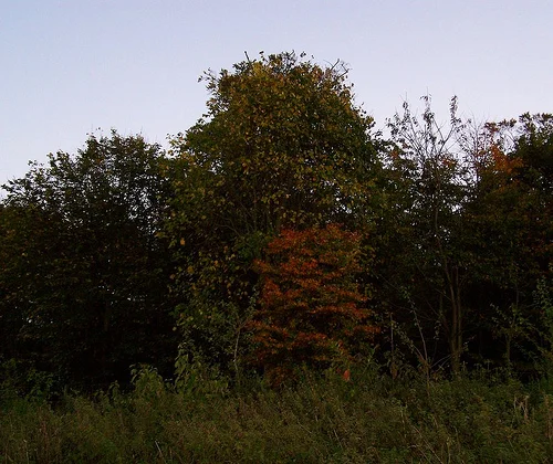 2974778735_eb76514d3c.webp