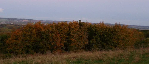 2974802603_cbfa075a87.webp