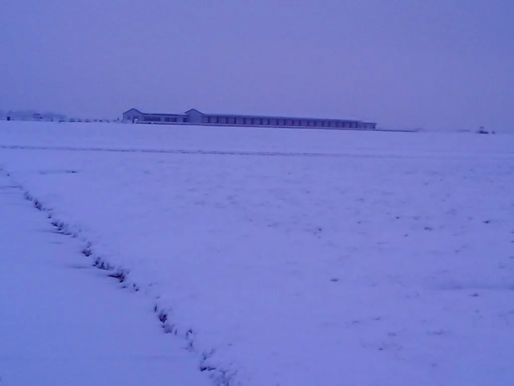 2981.webp