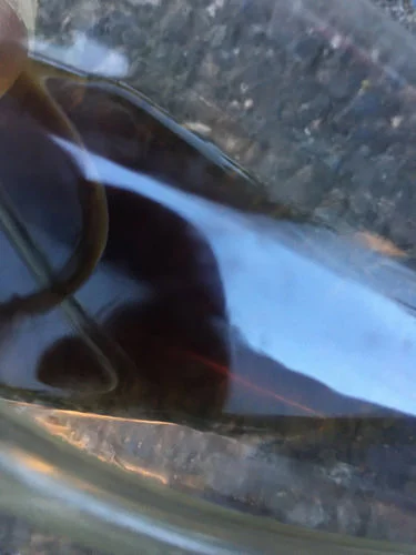 30598548764_63aa703bc7.webp