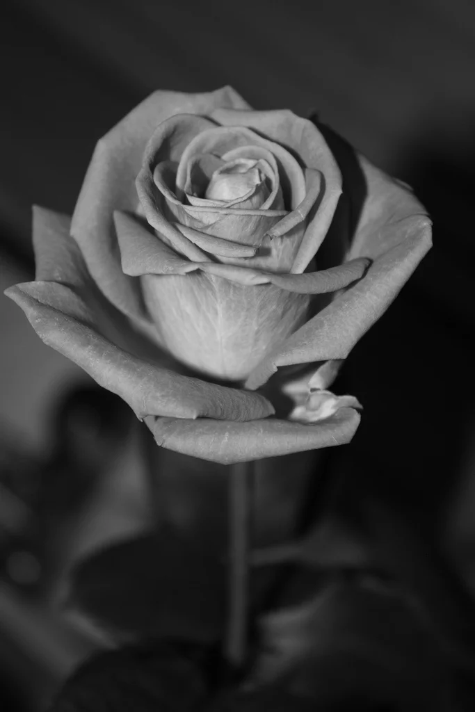3068624777_6abf05fe62_b.webp