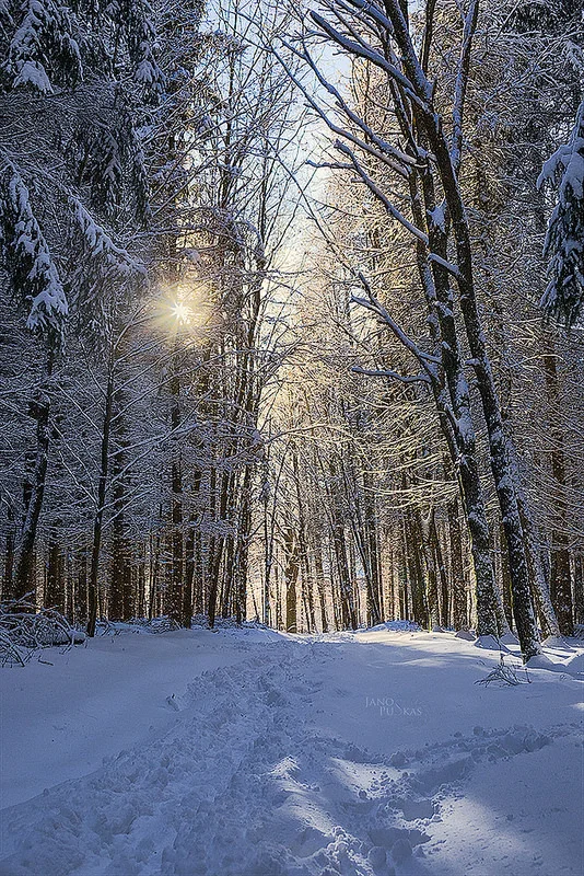 32252795801_bdc01c9dd6_c.webp