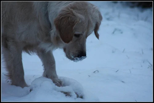 3246306163_65922d3737.webp