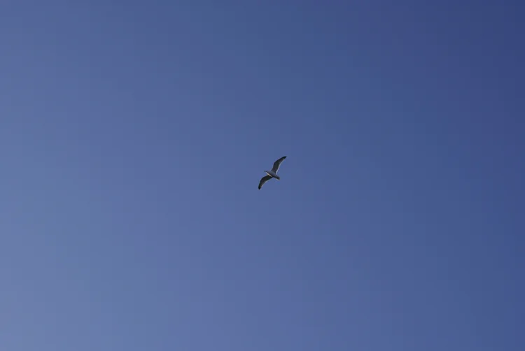 3251265958_4b1c40501e_o.webp