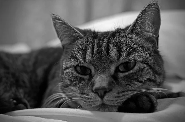 33000364294_70d3837804_z.webp