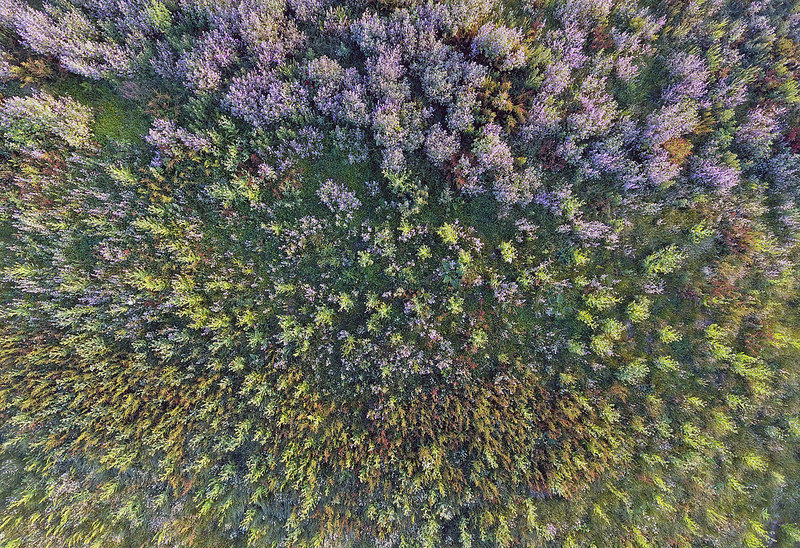 35025428810_041d497731_c.jpg