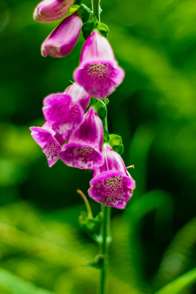 35530446662_e84ddcb3ce_b.webp