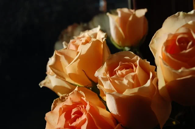357e95e6.webp