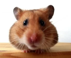 360695_hamster.webp