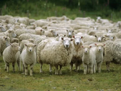 387-476~Flock-of-Sheep-New-Zealand-Pacific-Posters.webp