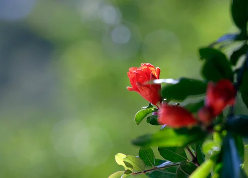 3958151727_12363b3b78.webp