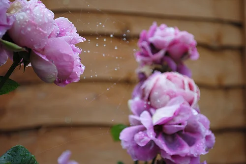 3987155654_dd67d2cb58.webp