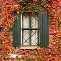4166968993_c555dbc7fc_m.webp