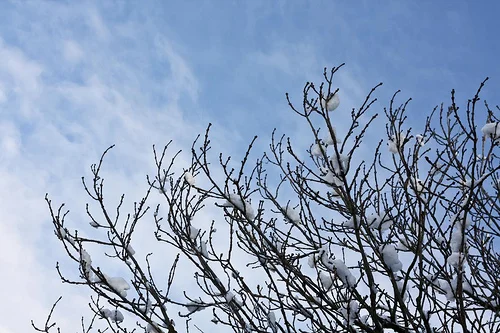 4251225912_2dc7b48e01.webp