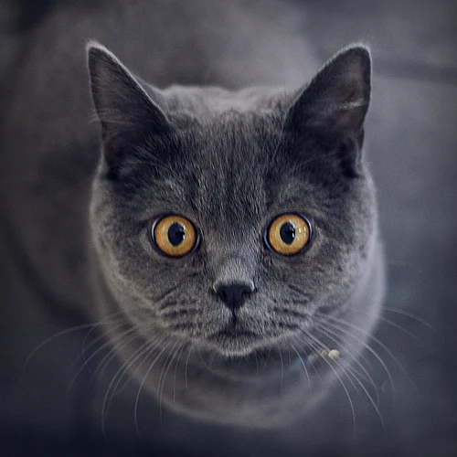 4327815458_3d04d4c7ee.webp