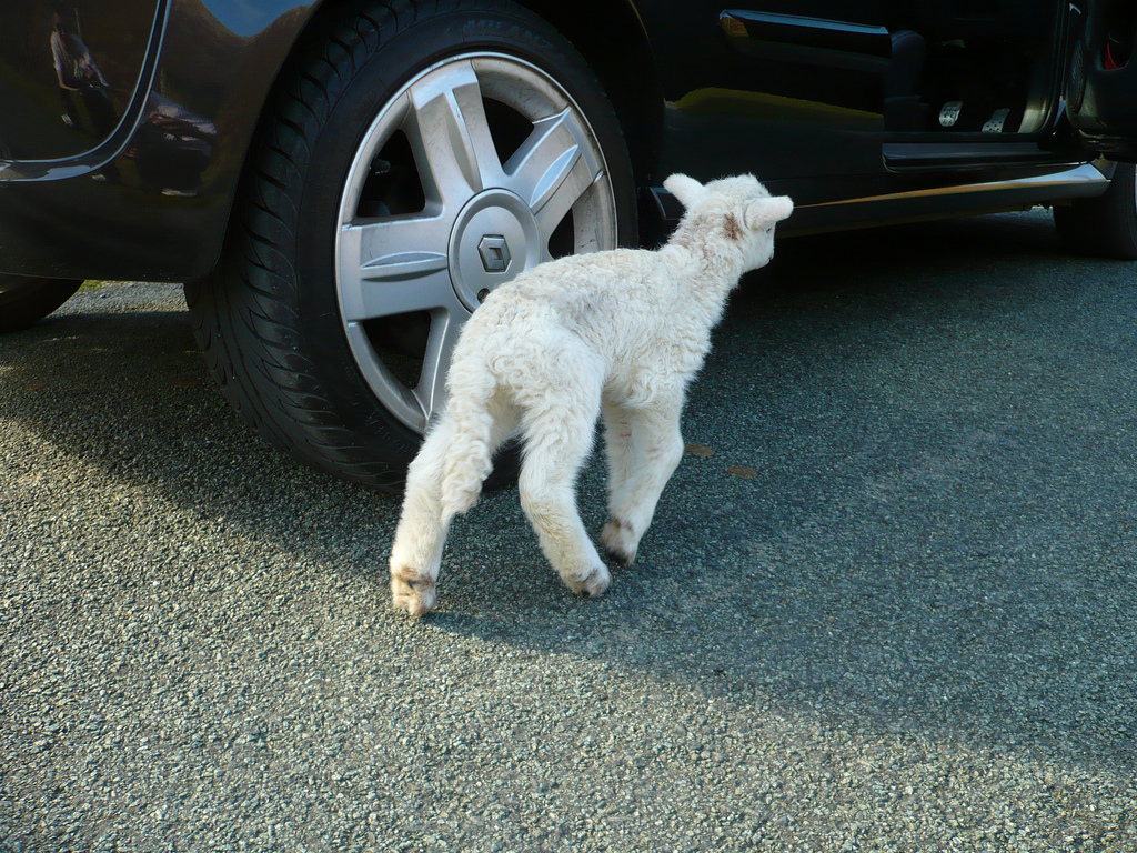 4513743909_92a4abdabc_b.jpg 4513743909_92a4abdabc_b.jpg