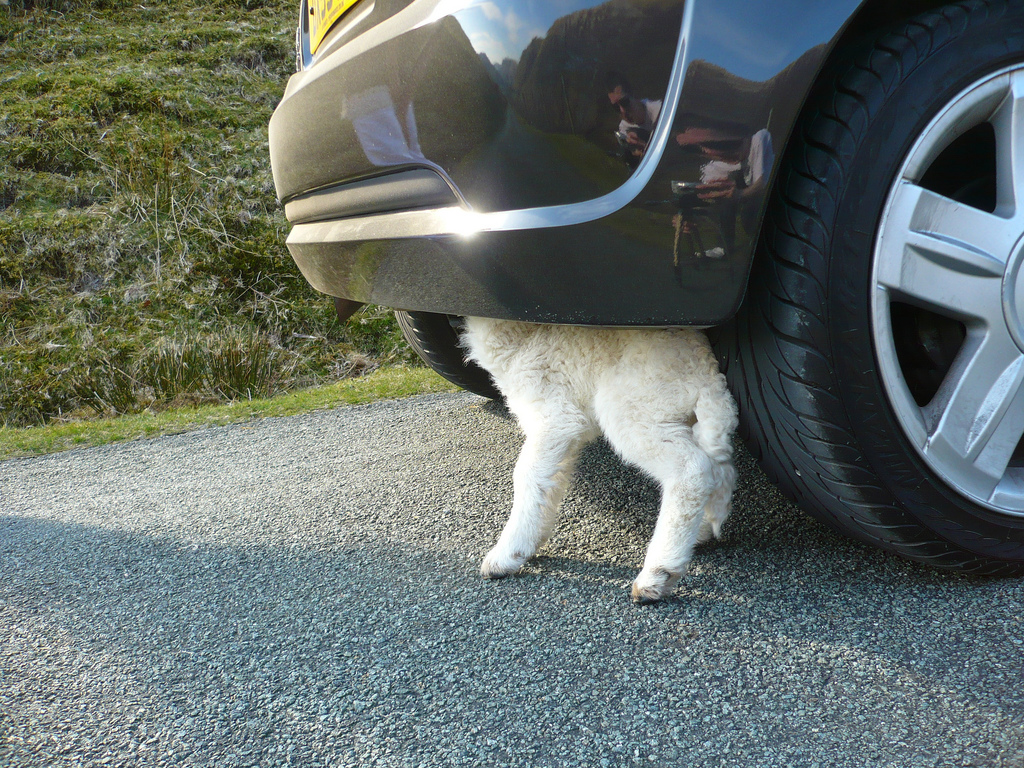 4514378124_ef7c8d11be_b.jpg 4514378124_ef7c8d11be_b.jpg